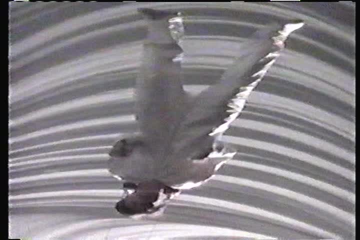 Thumbnail image for The Dr Mad Show