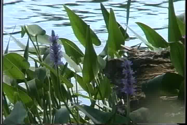 Thumbnail image for Digital Nature