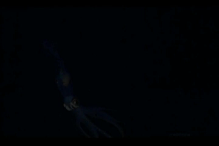 Thumbnail image for The Dr Mad Show