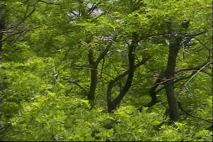 Thumbnail image for Mister Laurence's Enchanted Green Tree Fort