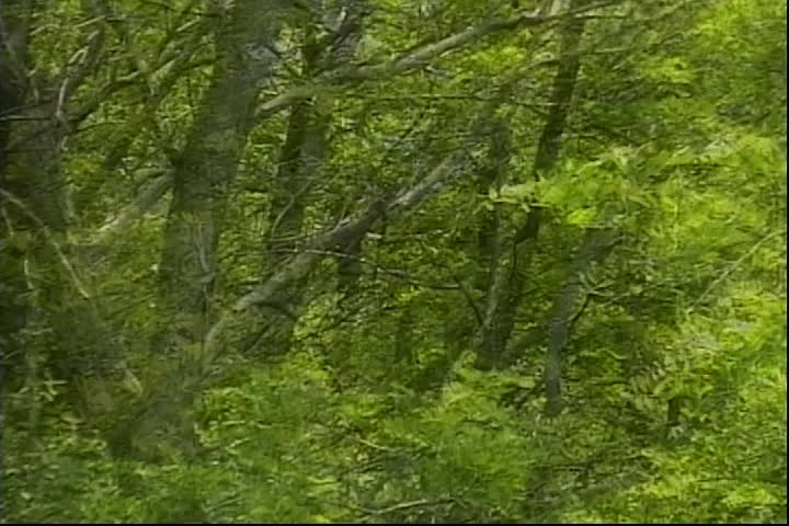 Thumbnail image for Mister Laurence's Enchanted Green Tree Fort