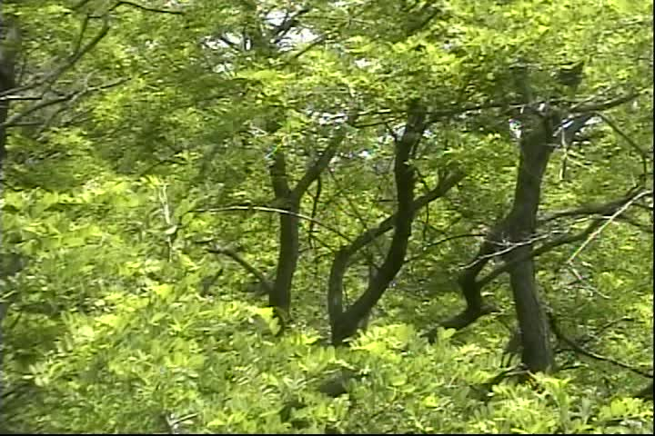 Thumbnail image for Mister Laurence's Enchanted Green Tree Fort