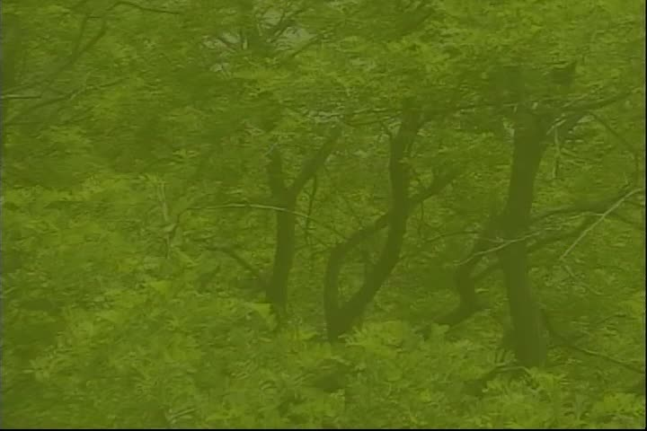 Thumbnail image for Mister Laurence's Enchanted Green Tree Fort