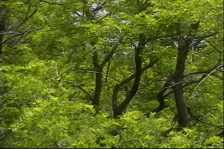 Thumbnail image for Mister Laurence's Enchanted Green Tree Fort